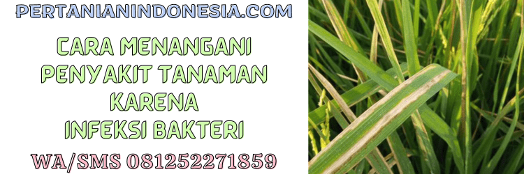 penyakit,tanaman,infeksi,bakteri,penyakit tanaman